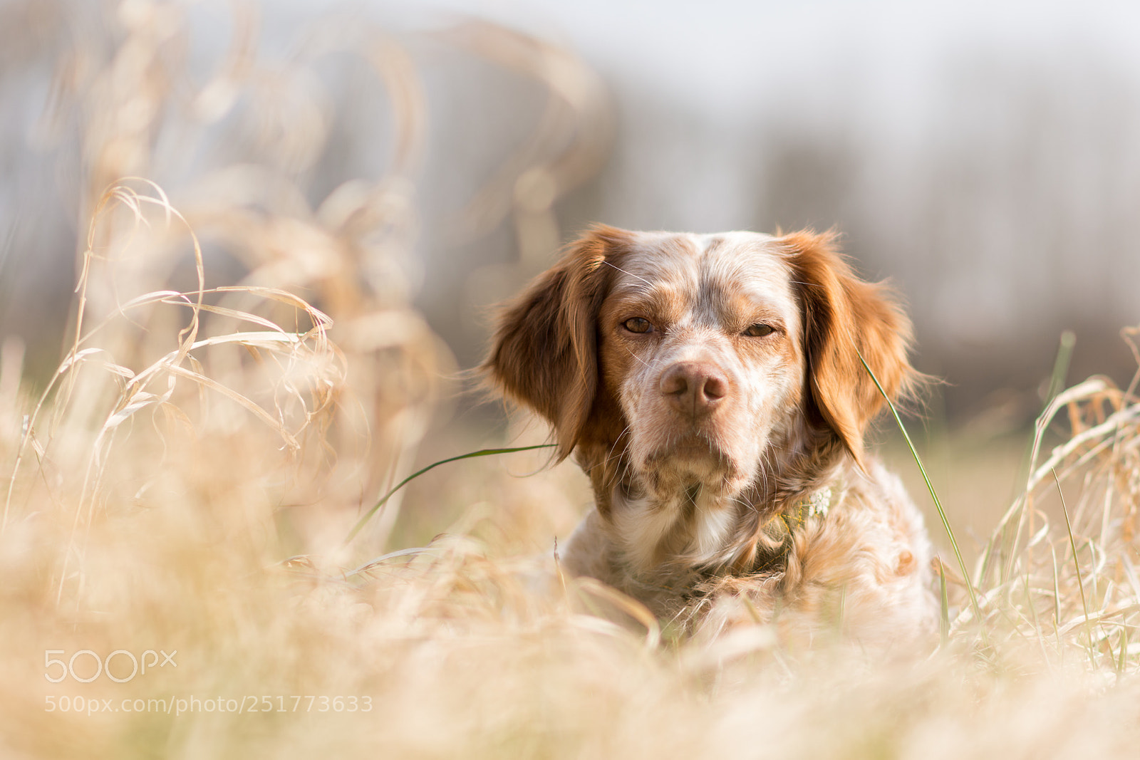 Nikon D7200 sample photo. Waiting for spring photography