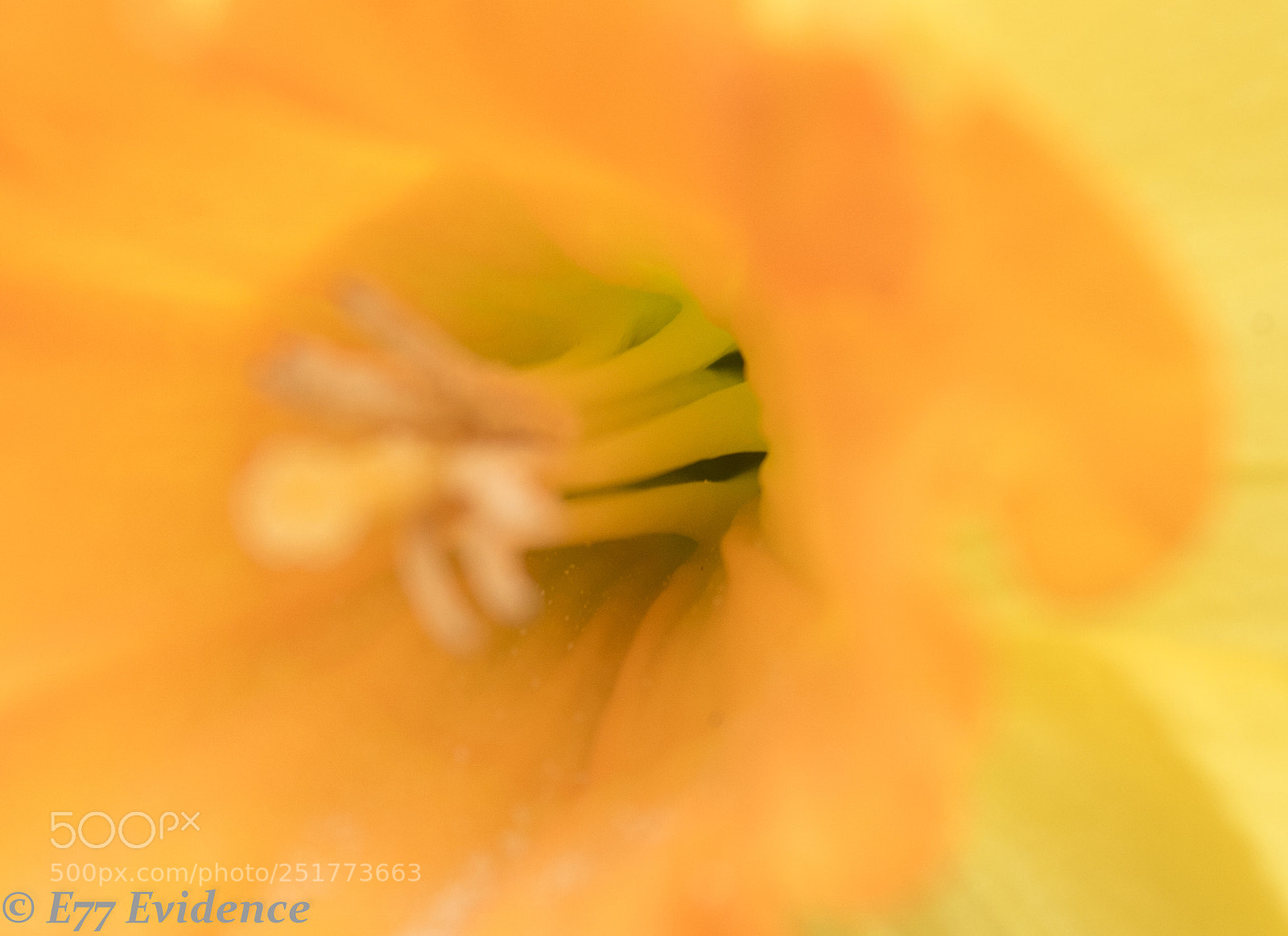 Canon EOS 750D (EOS Rebel T6i / EOS Kiss X8i) sample photo. Inside a daffodil photography