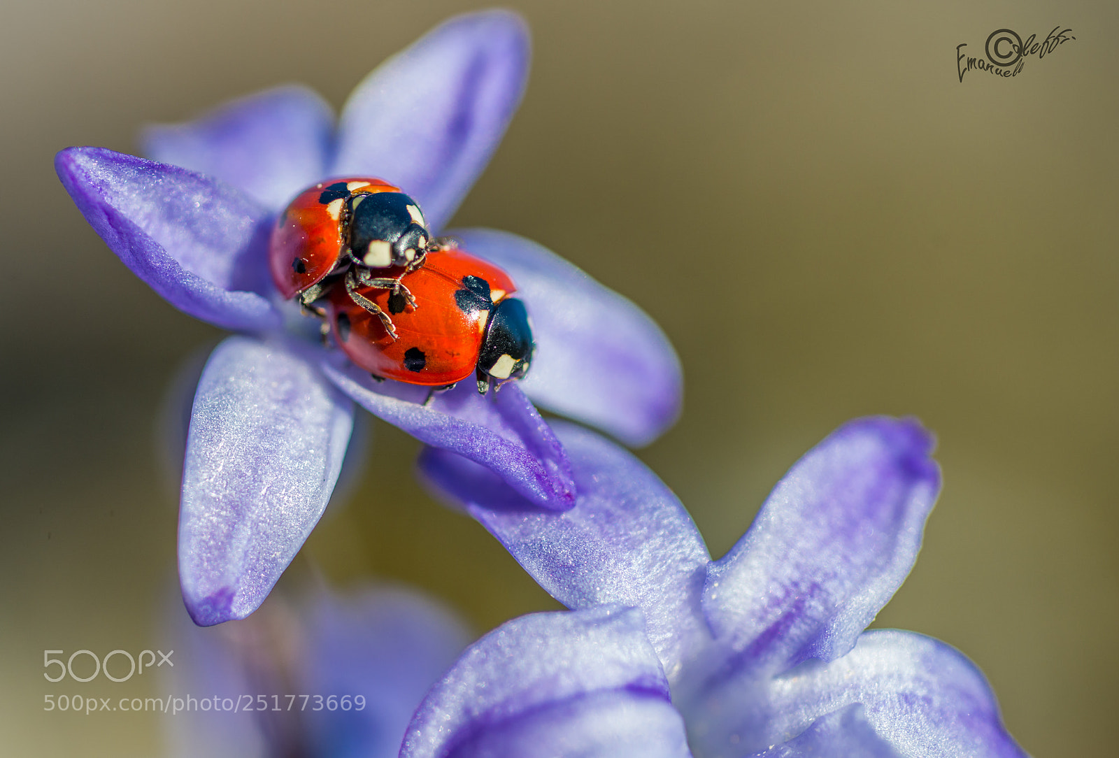 Nikon D800 sample photo. Ladybugs photography