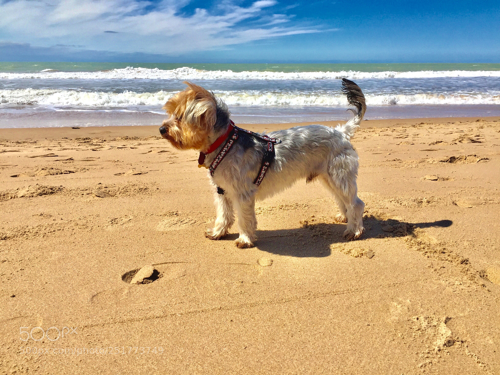Apple iPhone 6 sample photo. Odie photography