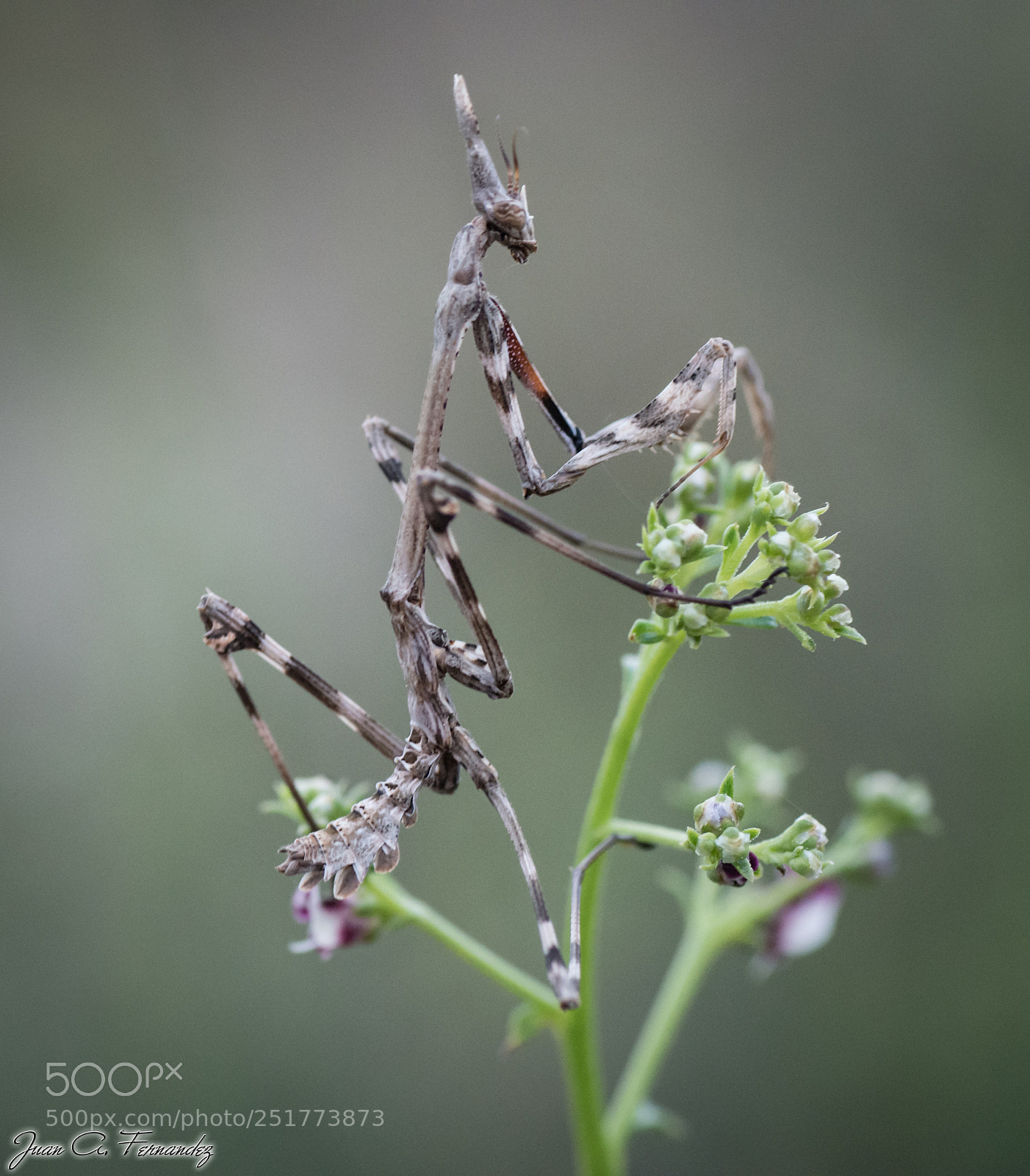 Nikon D7200 sample photo. Empusa penata 2 photography