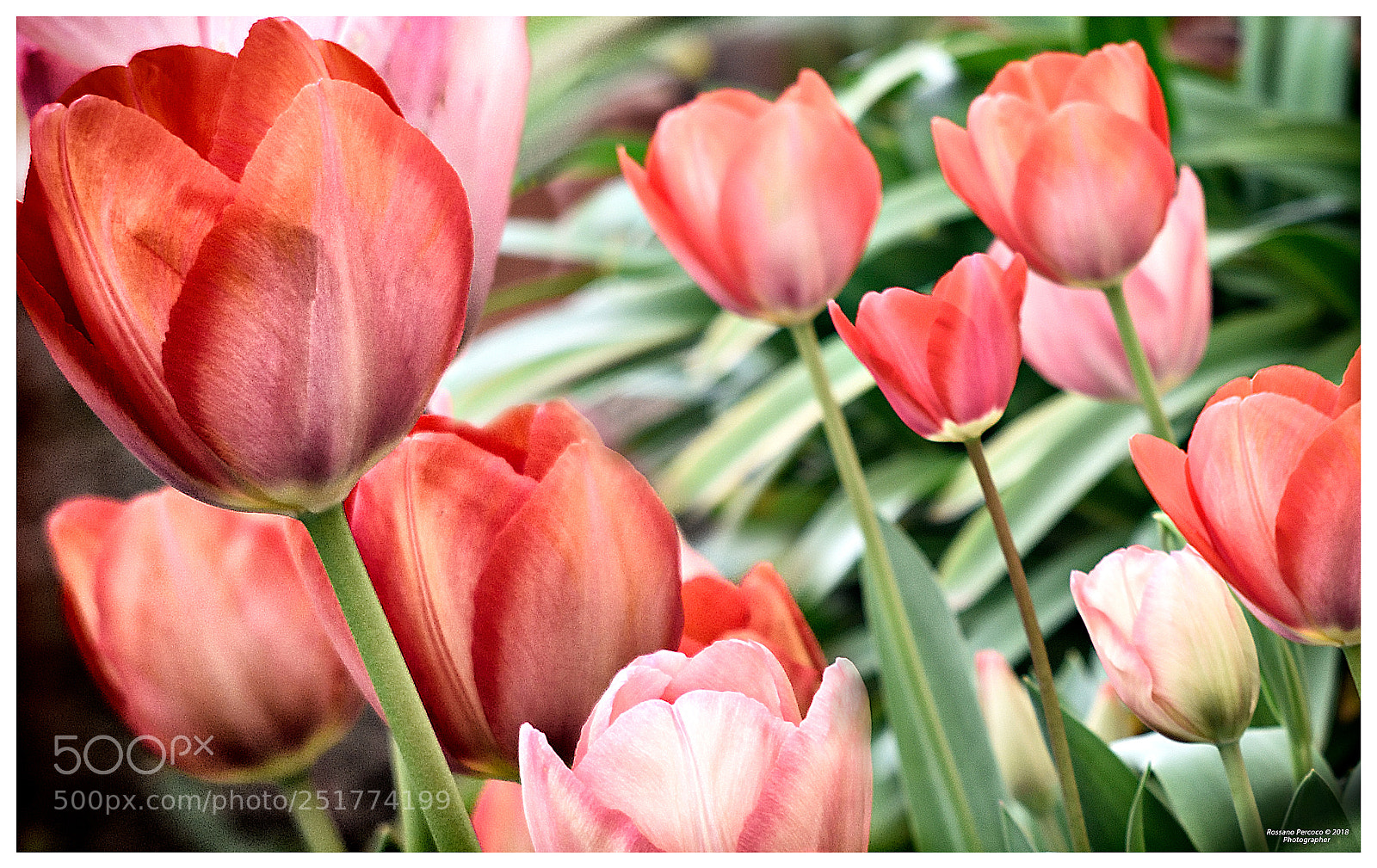 Nikon D810 sample photo. Quando i colori della photography