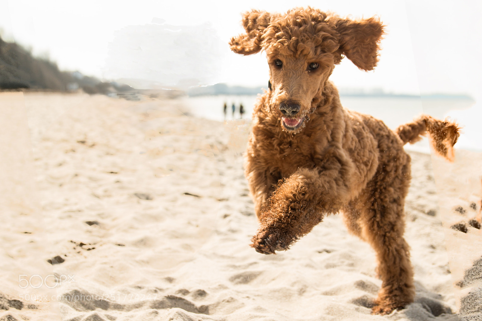 Canon EOS 70D sample photo. Funny poodle photography