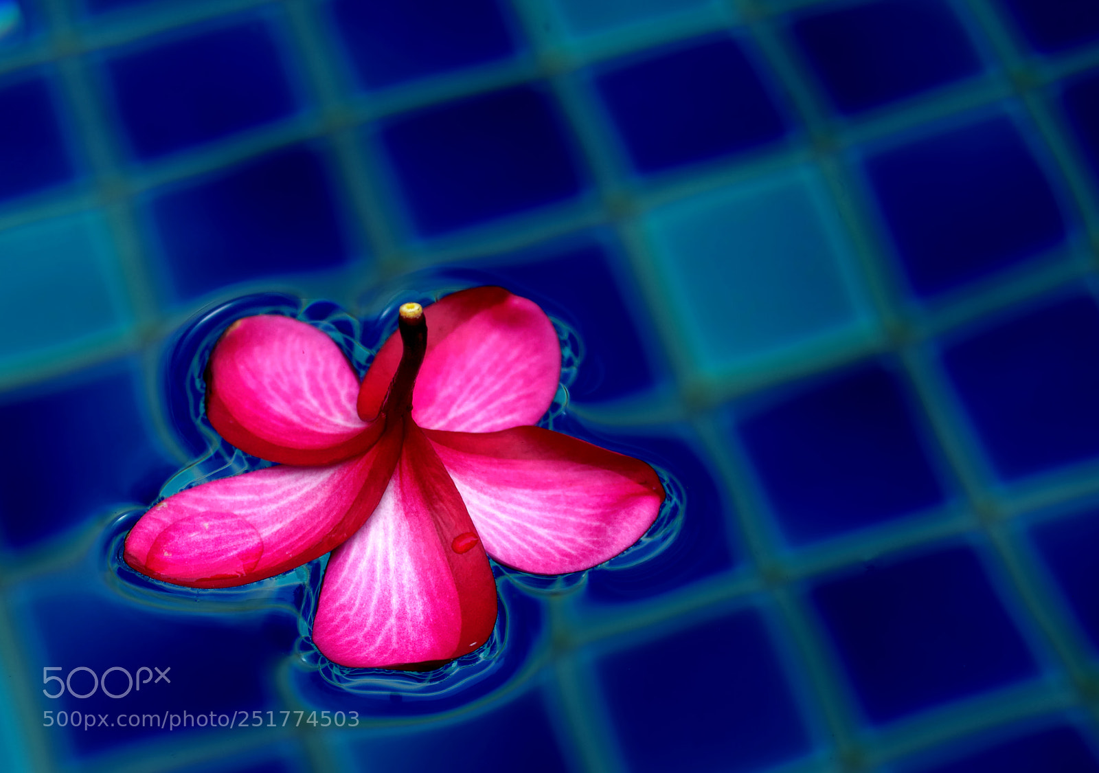 Pentax K-5 sample photo. Floating petal photography