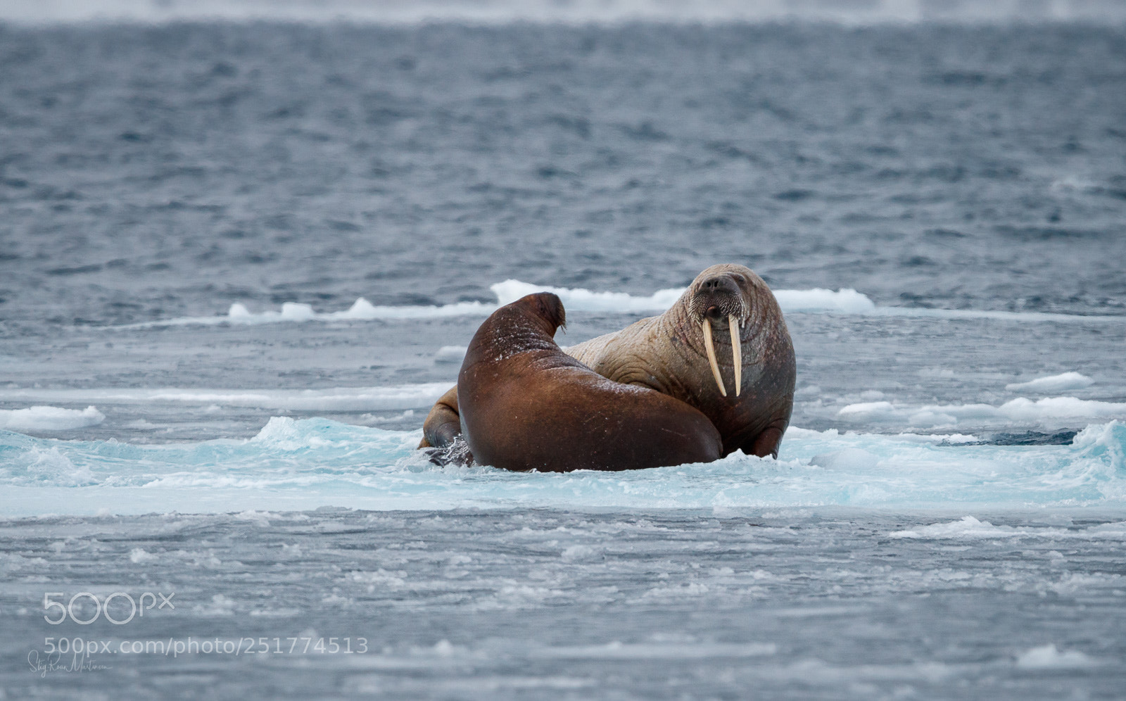 Canon EOS-1D X Mark II sample photo. Hvalross odobenus rosmarus svalbard photography