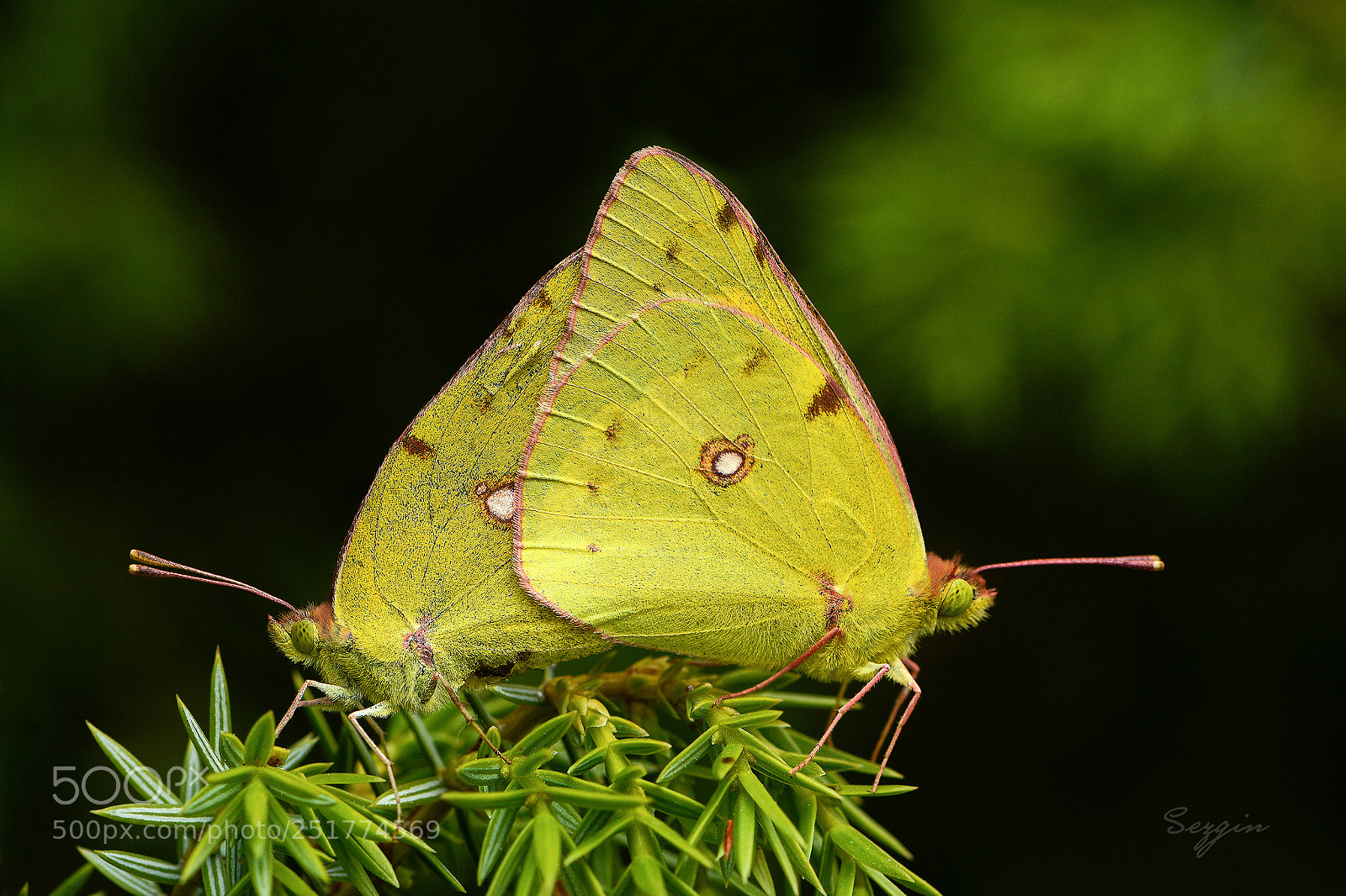 Nikon D7100 sample photo. *** photography