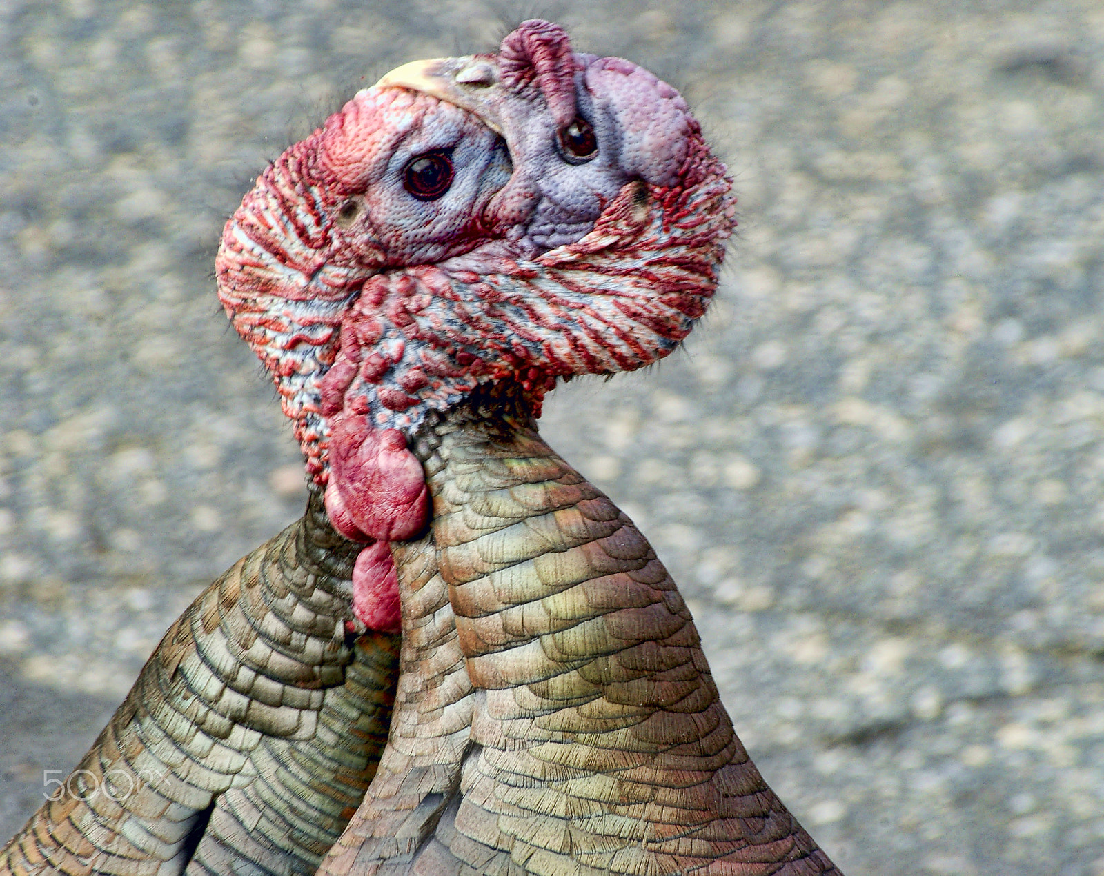 Pentax K100D Super sample photo. Turkey fight photography