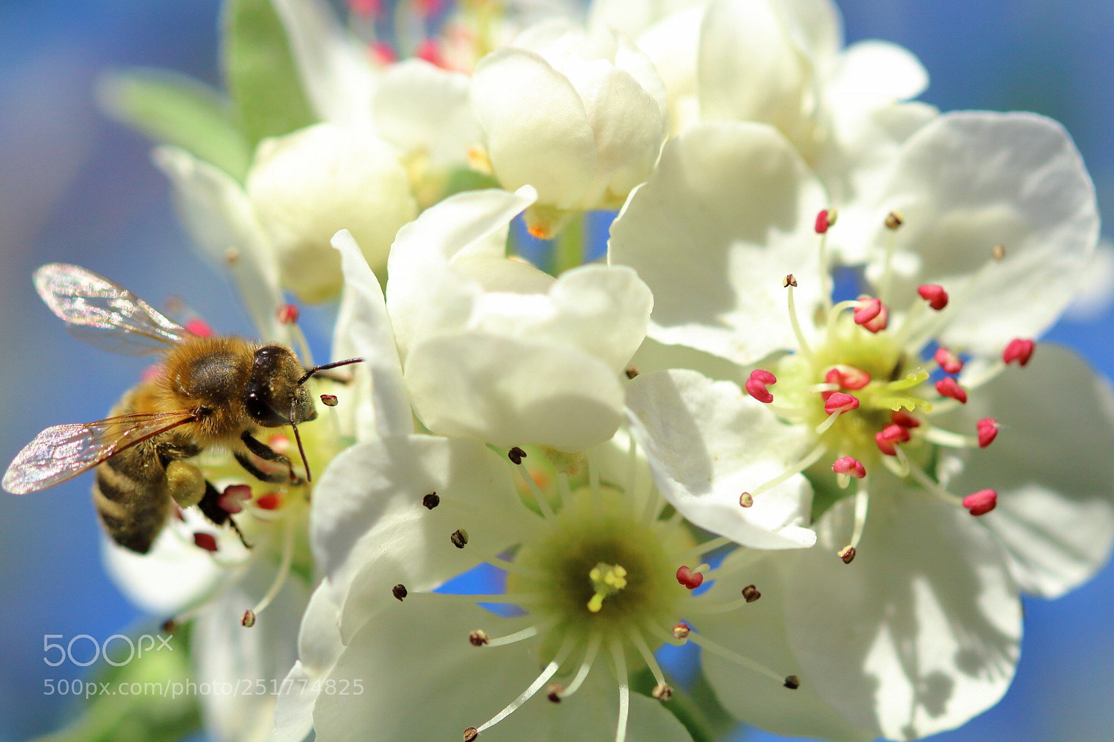 Canon EOS 1200D (EOS Rebel T5 / EOS Kiss X70 / EOS Hi) sample photo. Bee - spring  photography