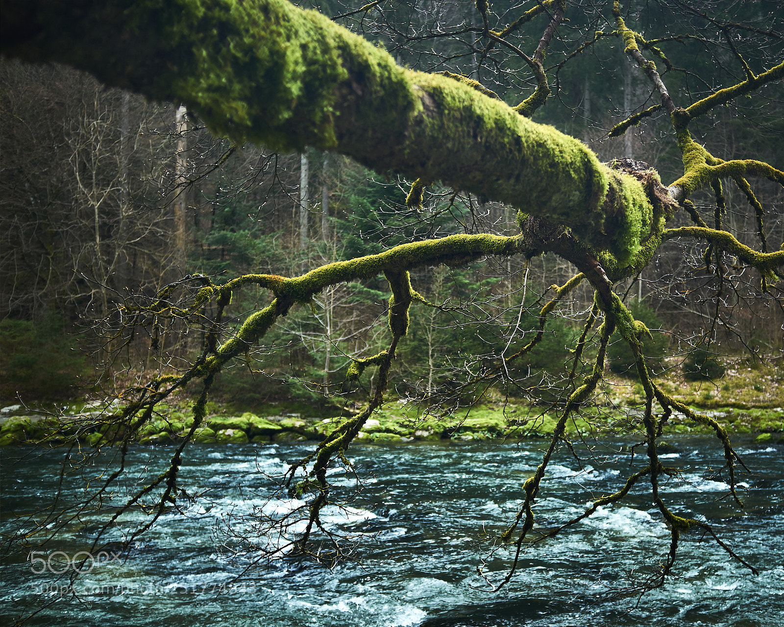 Fujifilm FinePix X100 sample photo. Branch over river photography