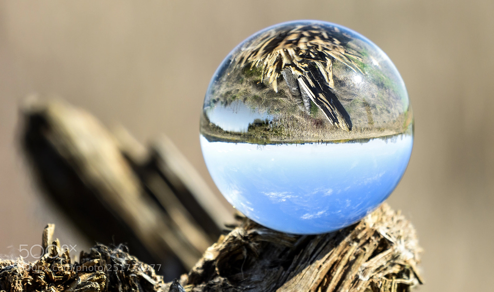 Nikon D500 sample photo. In a glass ball photography