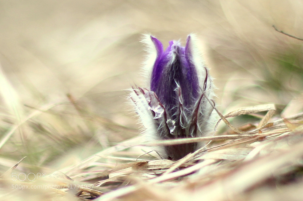 Canon EOS 600D (Rebel EOS T3i / EOS Kiss X5) + Canon EF 50mm F1.8 II sample photo. Pulsatilla slavica photography