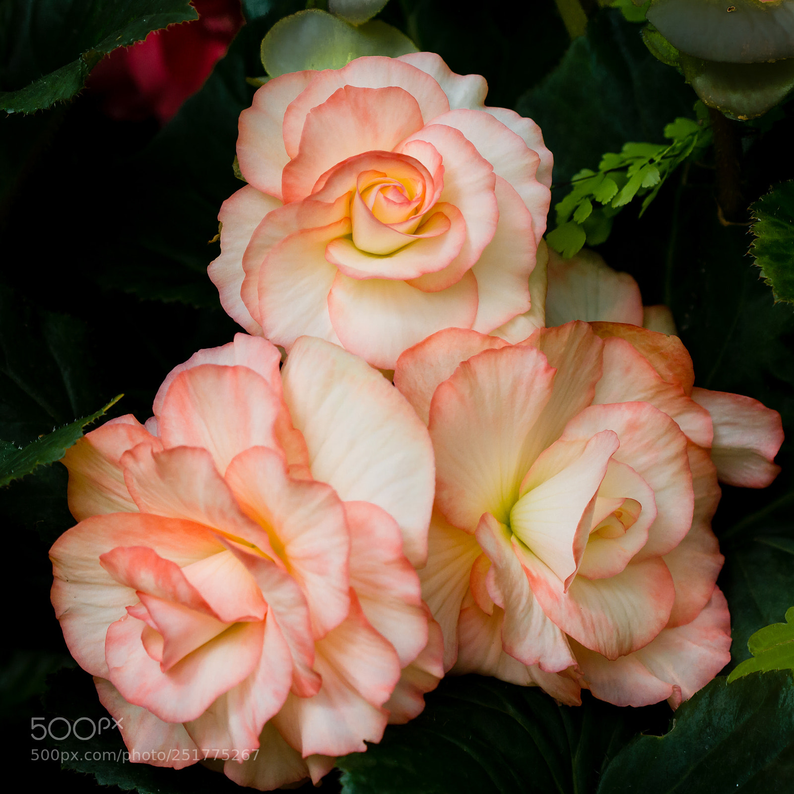 Canon EOS 7D sample photo. Begonia trio photography