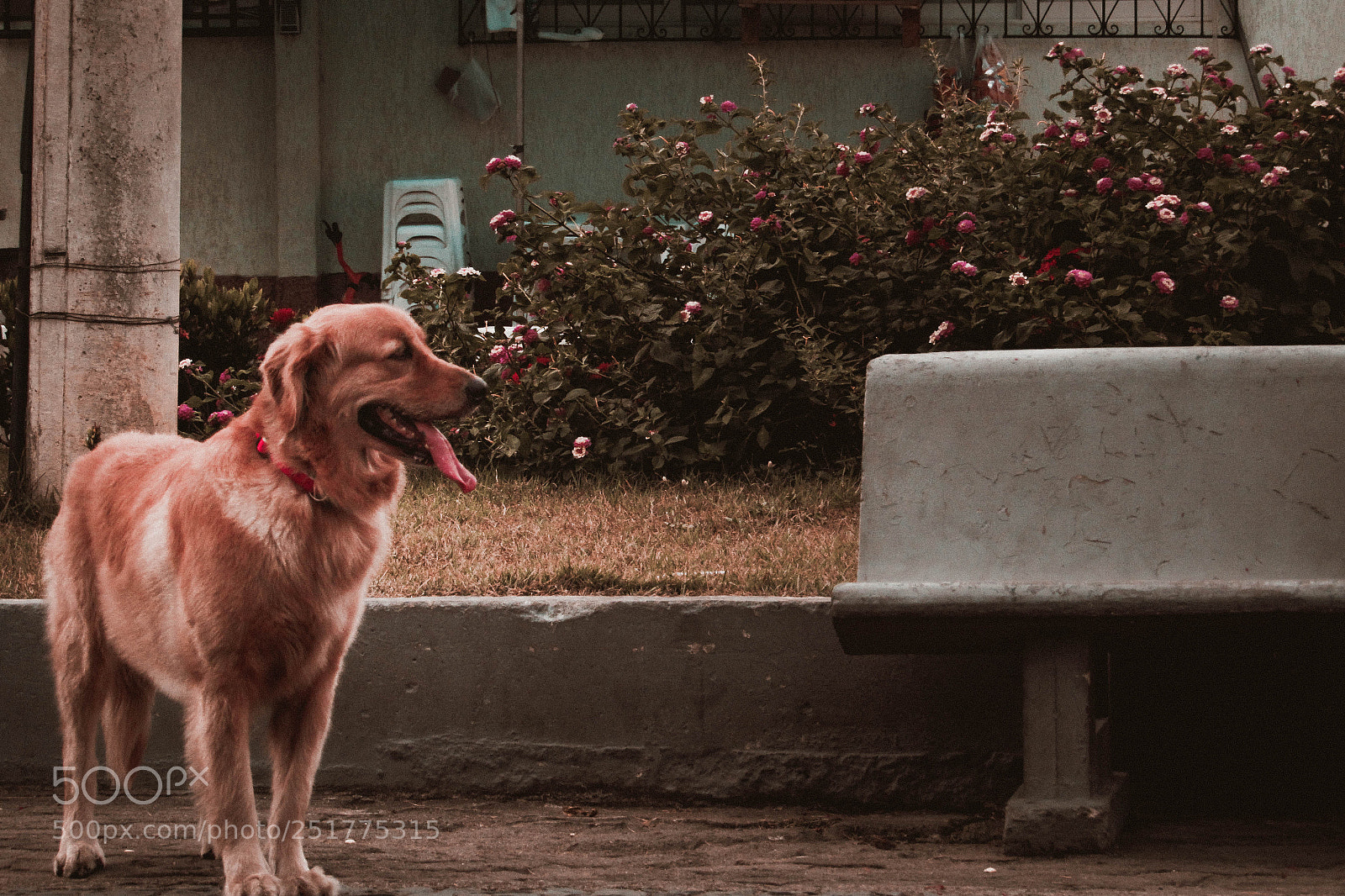 Canon PowerShot SX530 HS sample photo. Dog and flowers photography