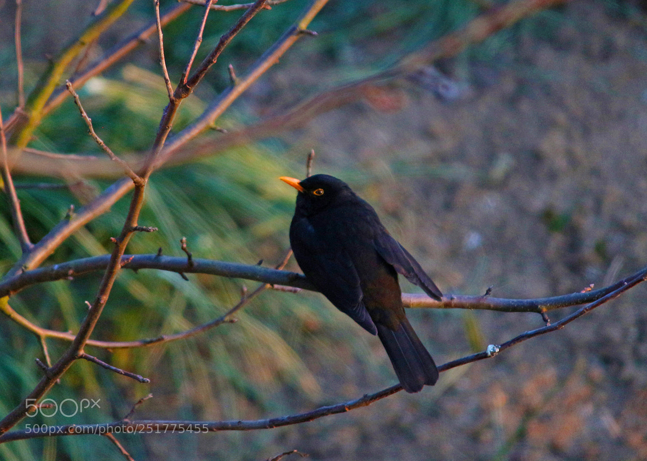 Canon EOS 100D (EOS Rebel SL1 / EOS Kiss X7) sample photo. Blackbird photography