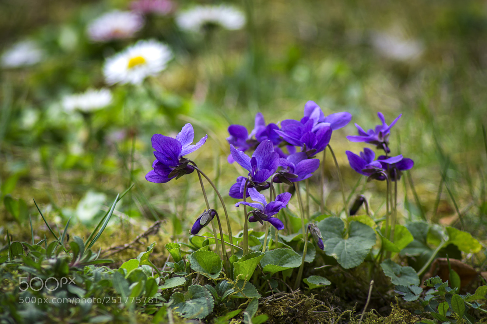 Sony SLT-A58 sample photo. Tavasz photography