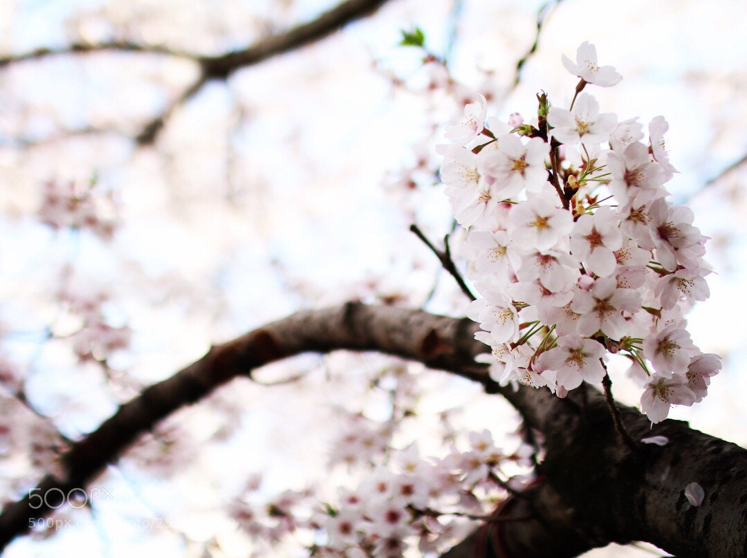 Canon EOS 80D sample photo. Cherry blossoms photography
