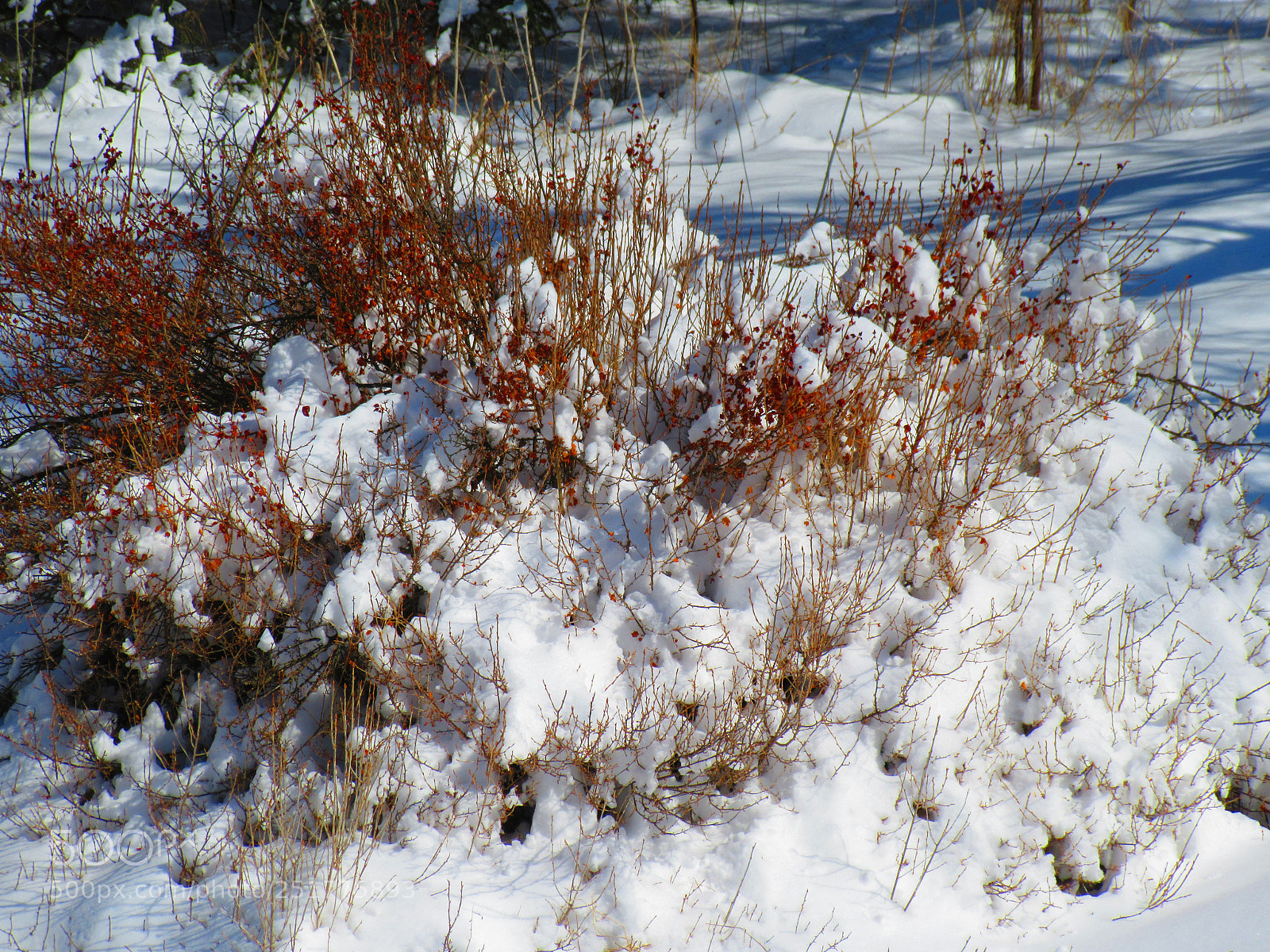 Canon PowerShot SX610 HS sample photo. Snowy bush photography