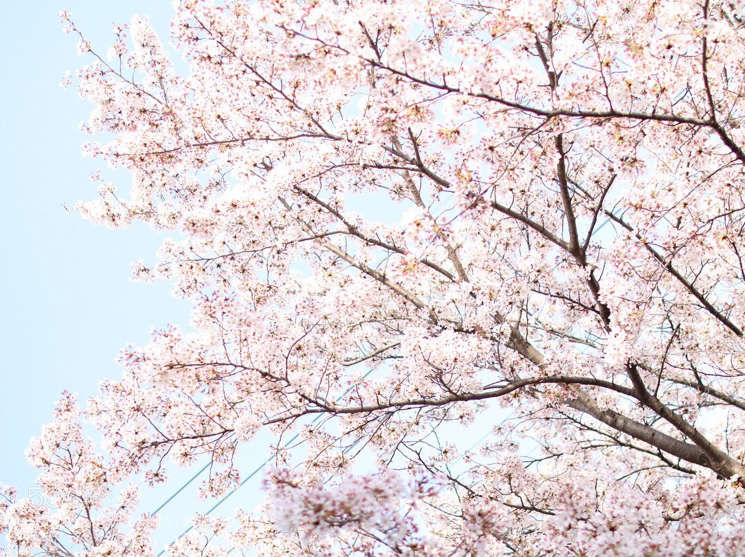 Canon EOS 80D sample photo. Cherry blossoms photography