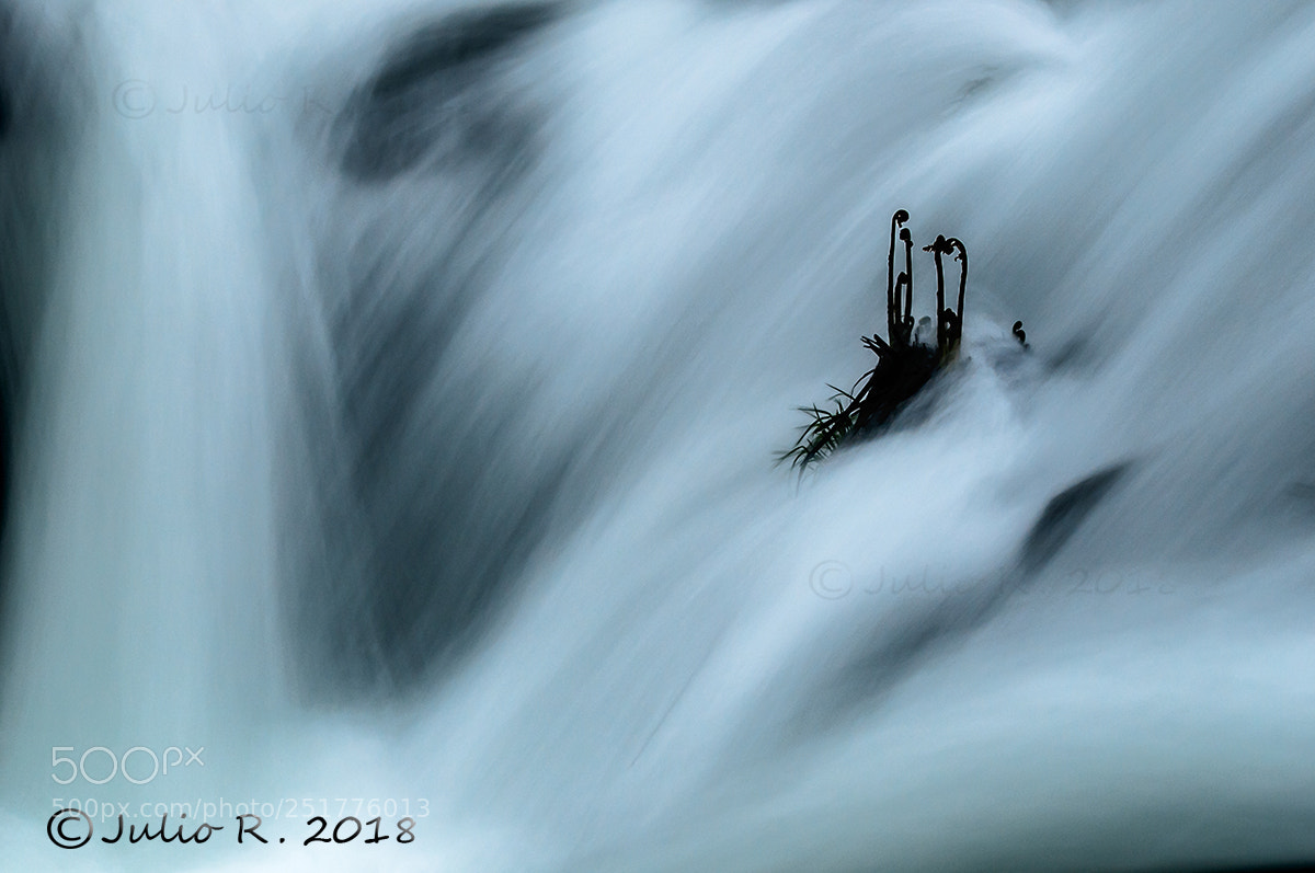 Nikon D300S sample photo. "i will survive" photography