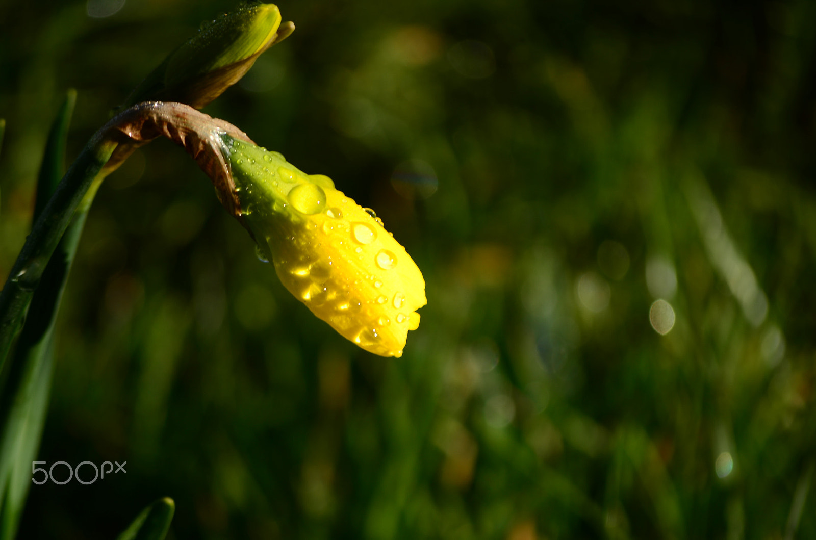 Nikon D7000 sample photo. Daffodil photography