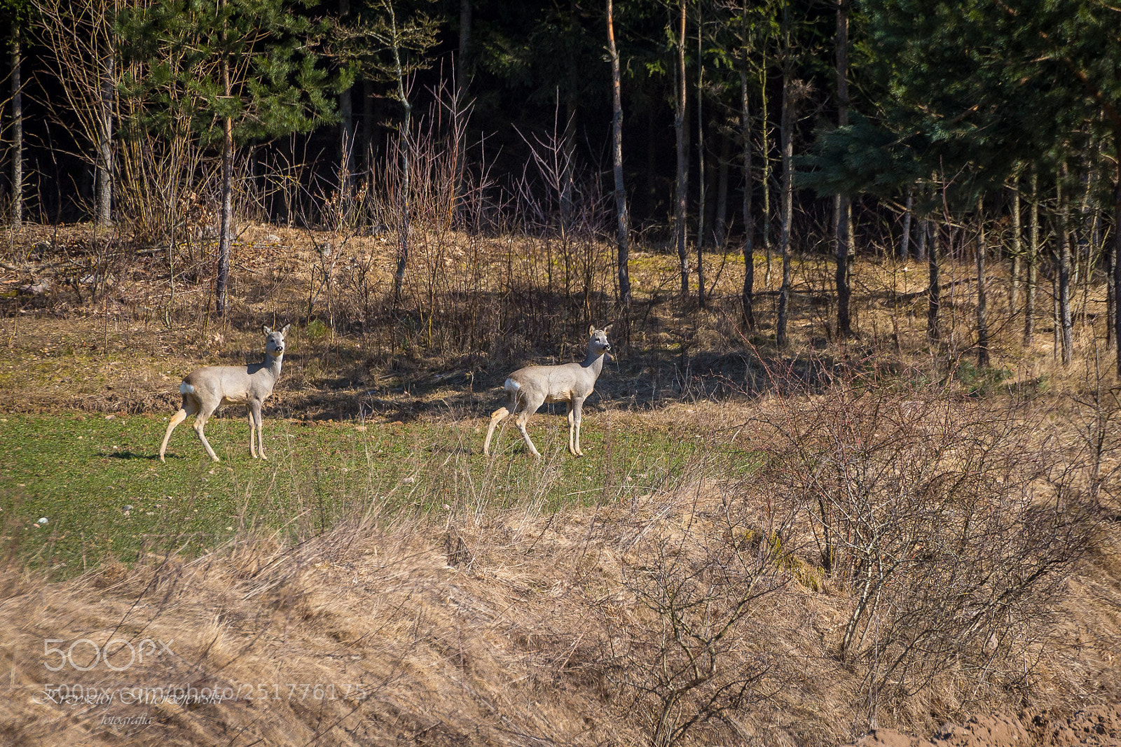 Nikon D610 sample photo. Poland landscapes photography