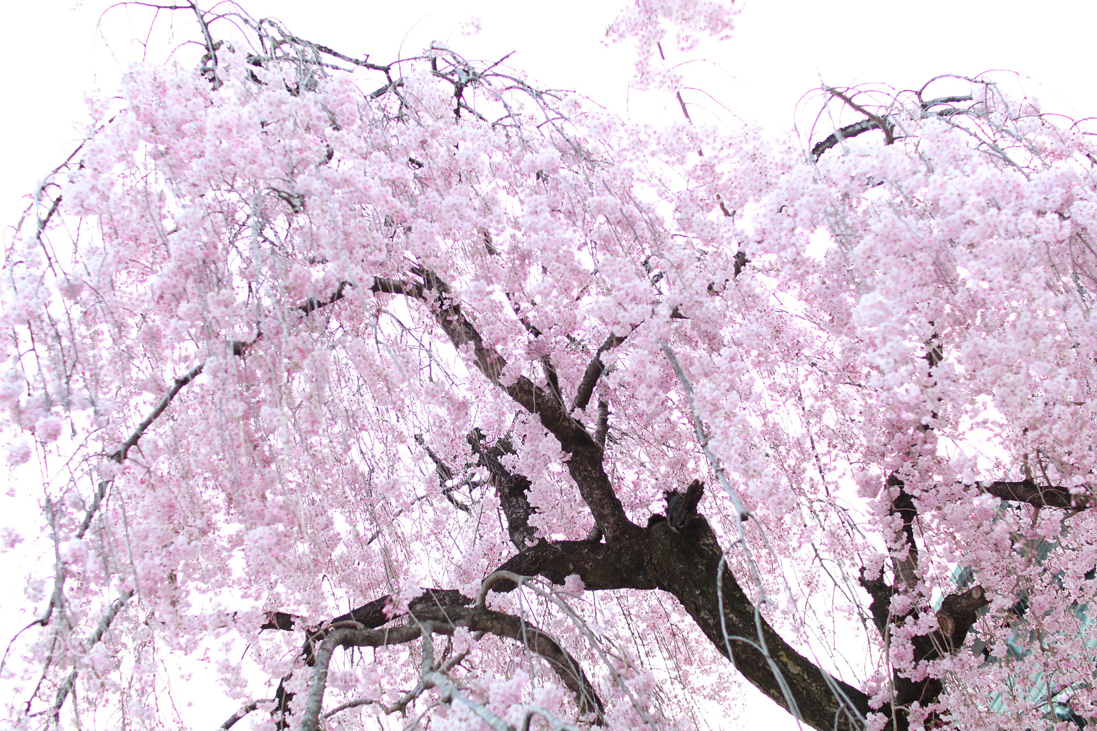 Canon EOS 80D sample photo. Cherry blossoms photography
