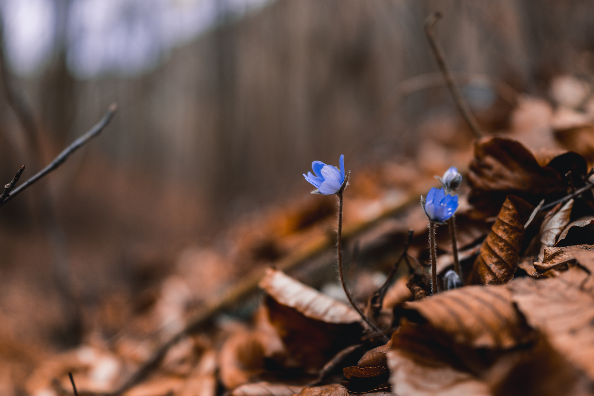 Sony Cyber-shot DSC-RX1R sample photo. Spring photography