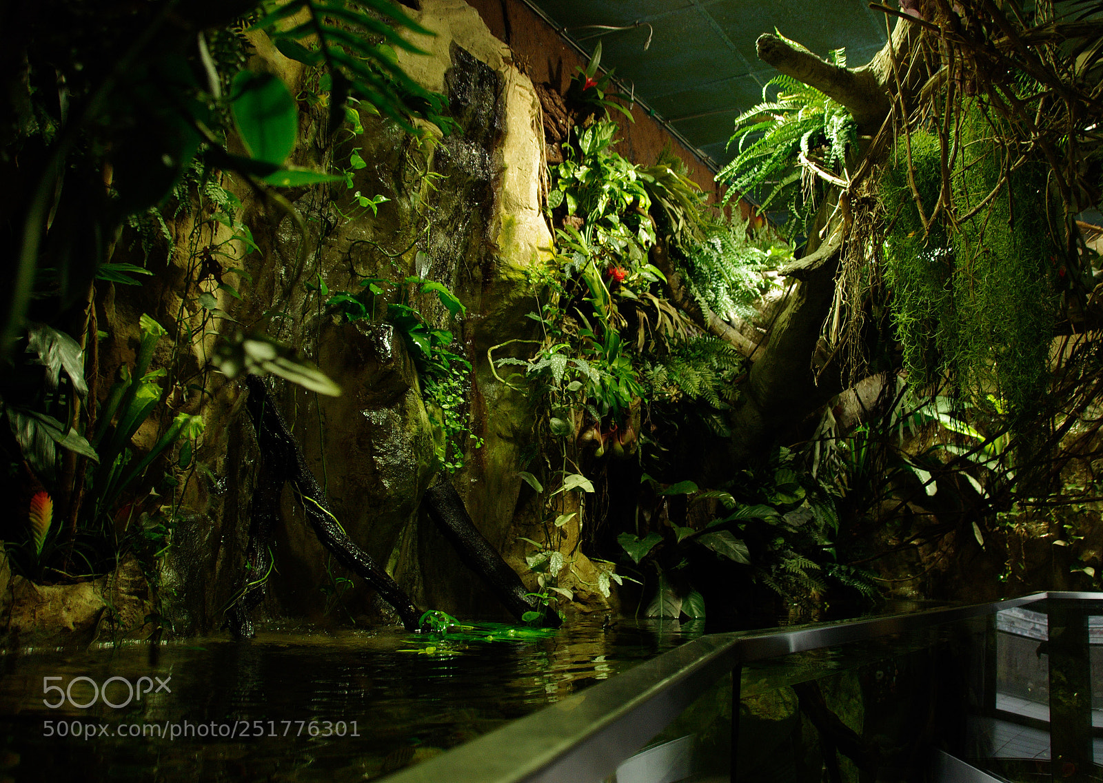 Pentax K-5 II sample photo. Rain forest photography
