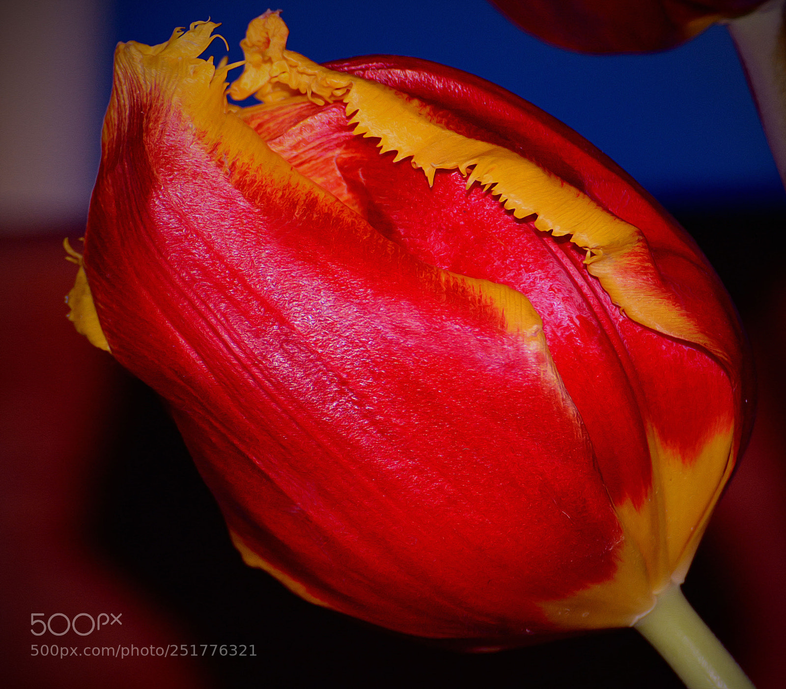 Nikon D7100 sample photo. Untitled photography
