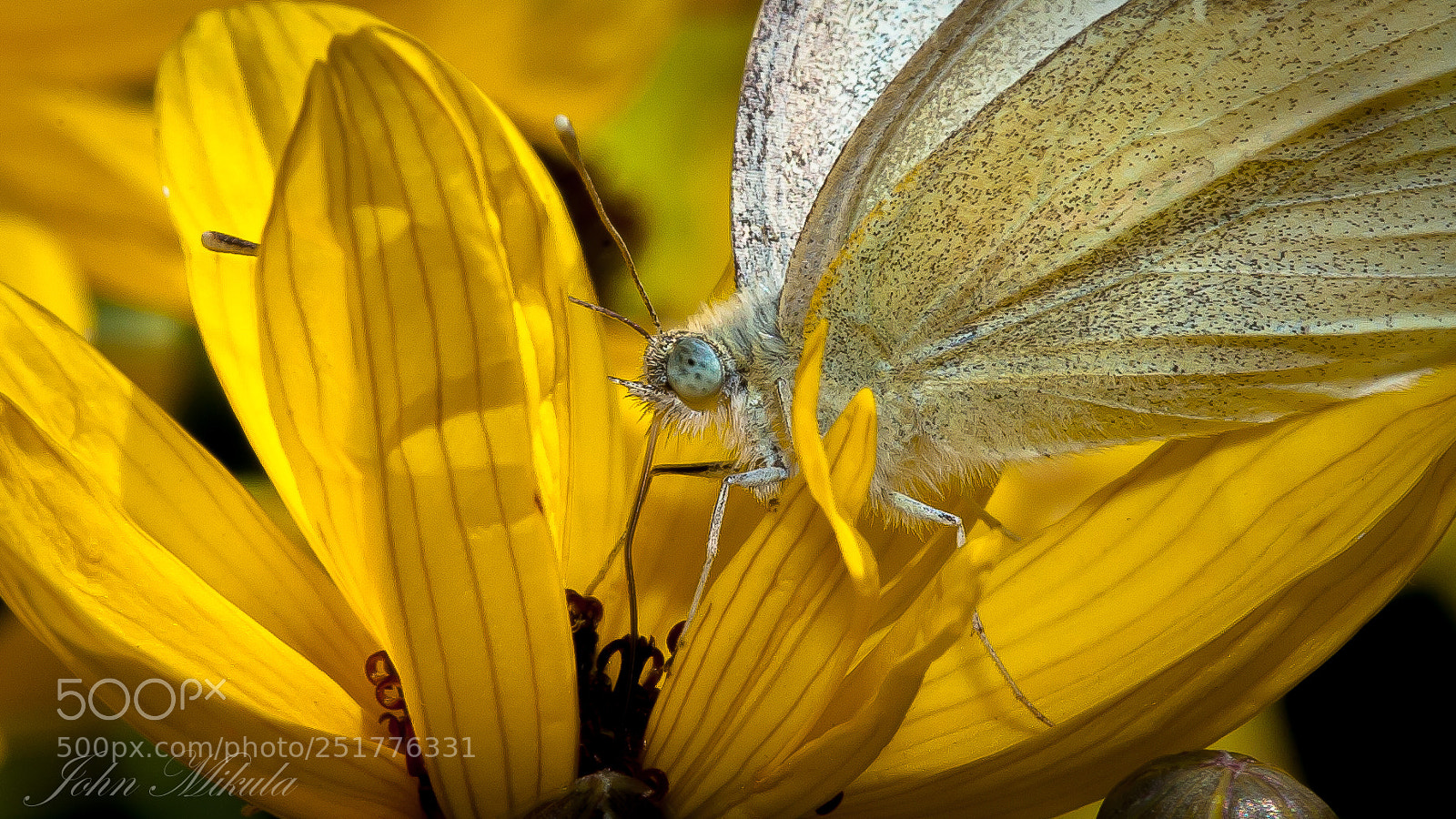 Canon EOS 5D sample photo. A butterfly 's life . photography
