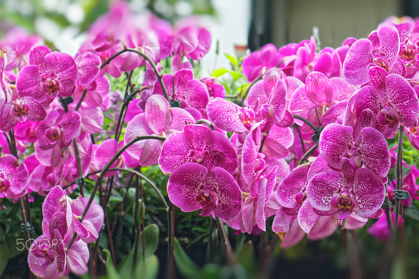 Canon EOS M5 sample photo. Au naturel photography
