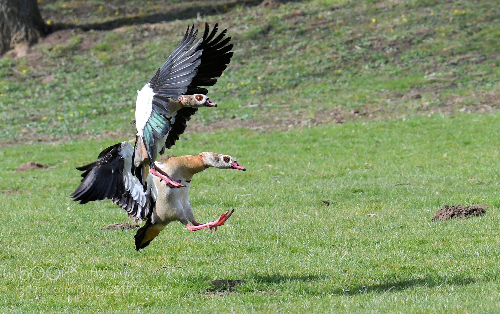 Nikon D500 sample photo. Egyptian goose photography