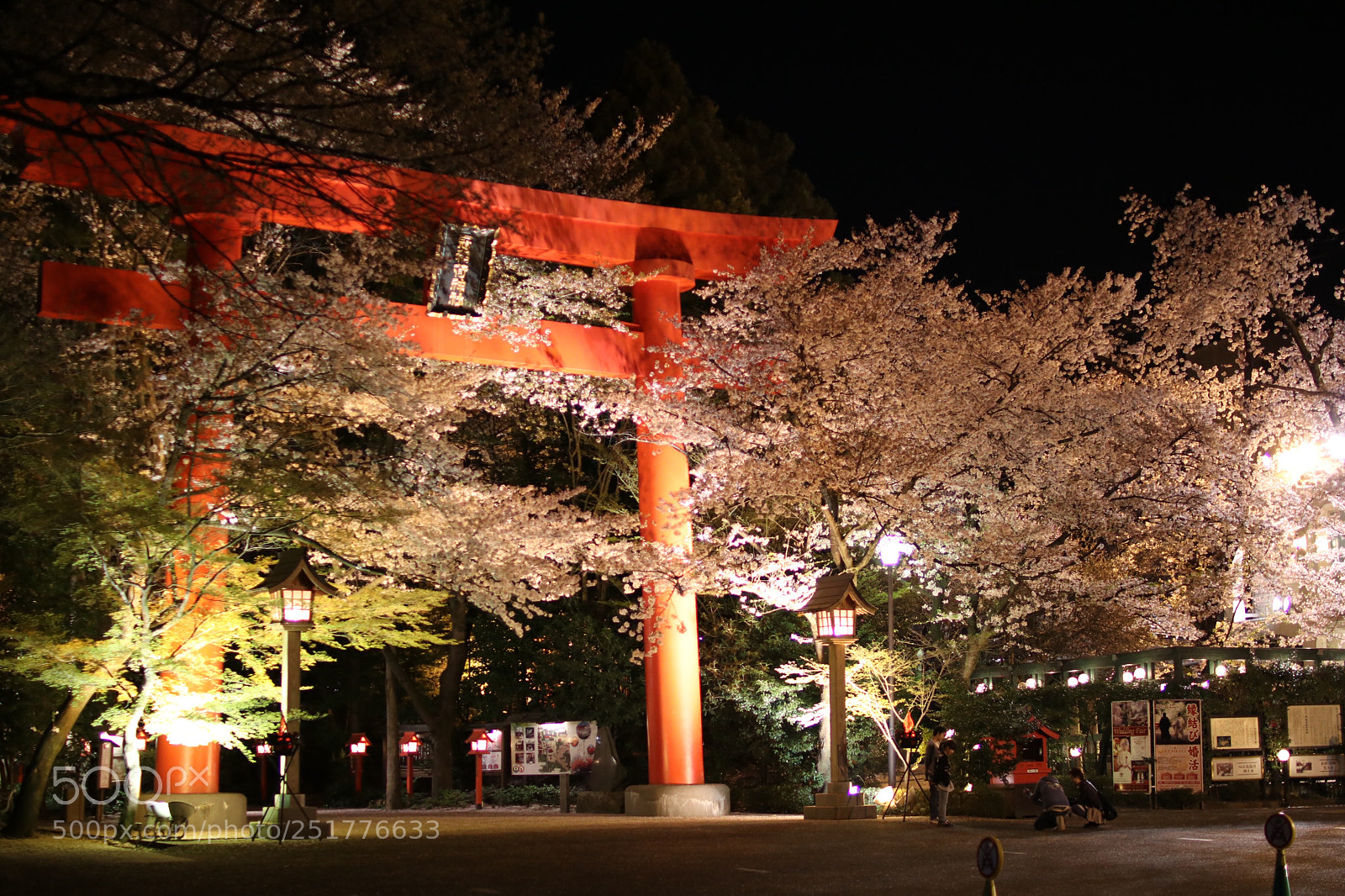 Canon EOS 80D sample photo. Illuminated cherry blossoms photography