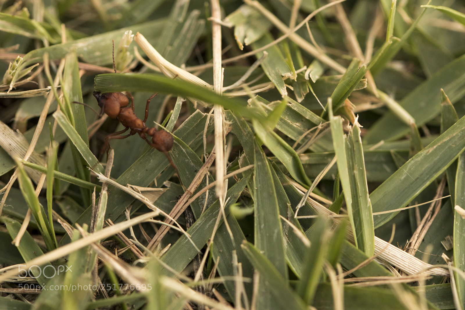 Canon EOS 80D sample photo. Ant working carring food photography