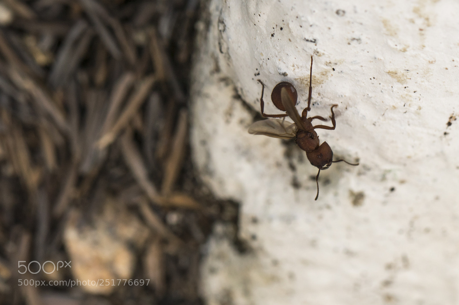 Canon EOS 80D sample photo. Little ant on white photography