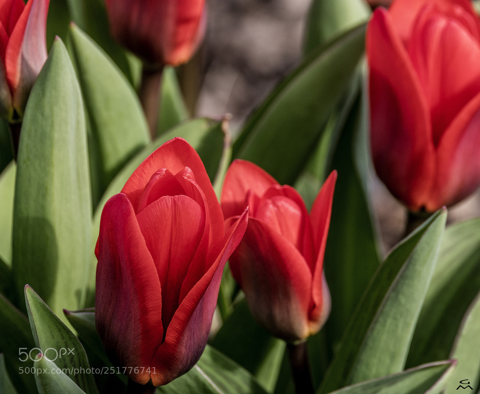 Nikon D500 sample photo. Red and green photography