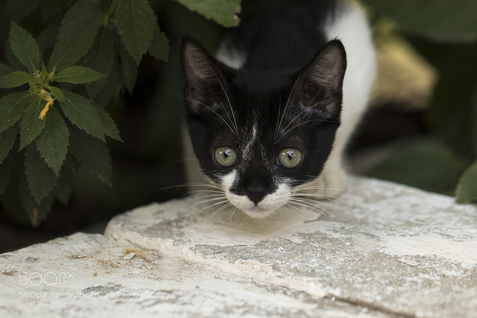 Canon EOS 80D sample photo. Little curious cat staring photography