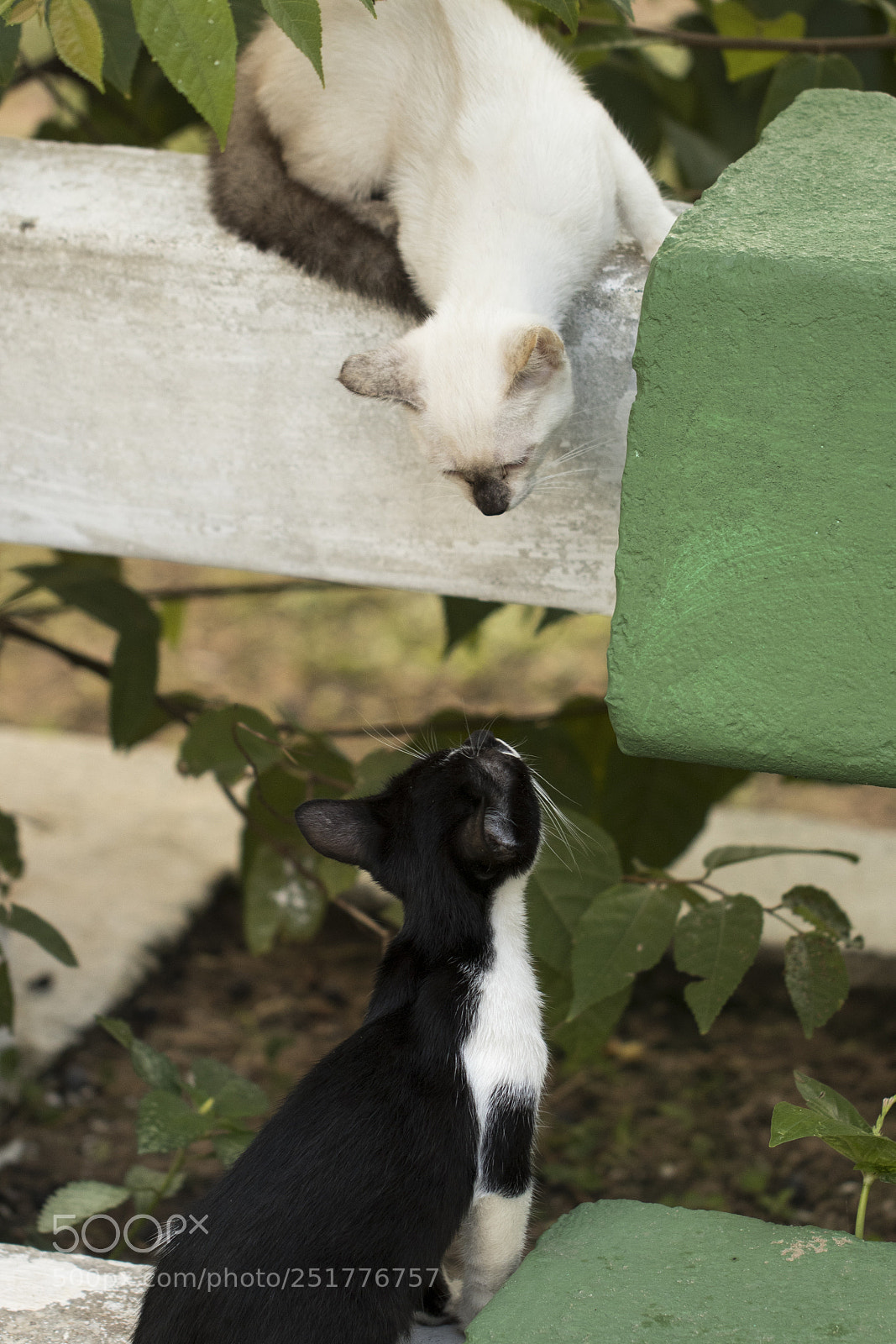 Canon EOS 80D sample photo. Little curious cats staring photography