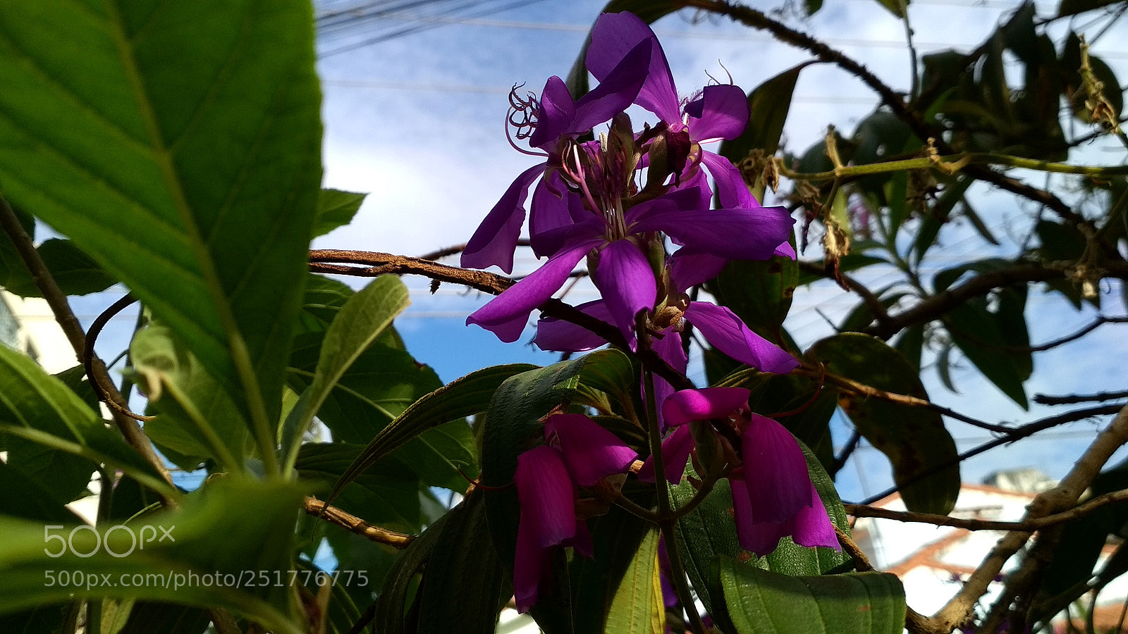 Xiaomi Redmi 4X sample photo. Untitled photography