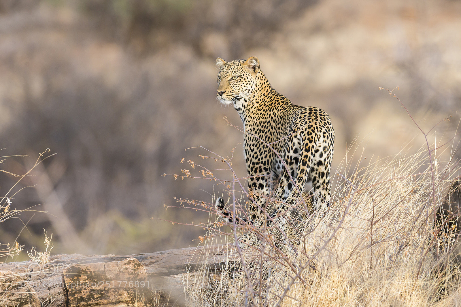 Nikon D800 sample photo. Big cat photography