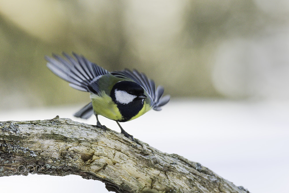 Pentax K-3 sample photo. Ready for take off photography