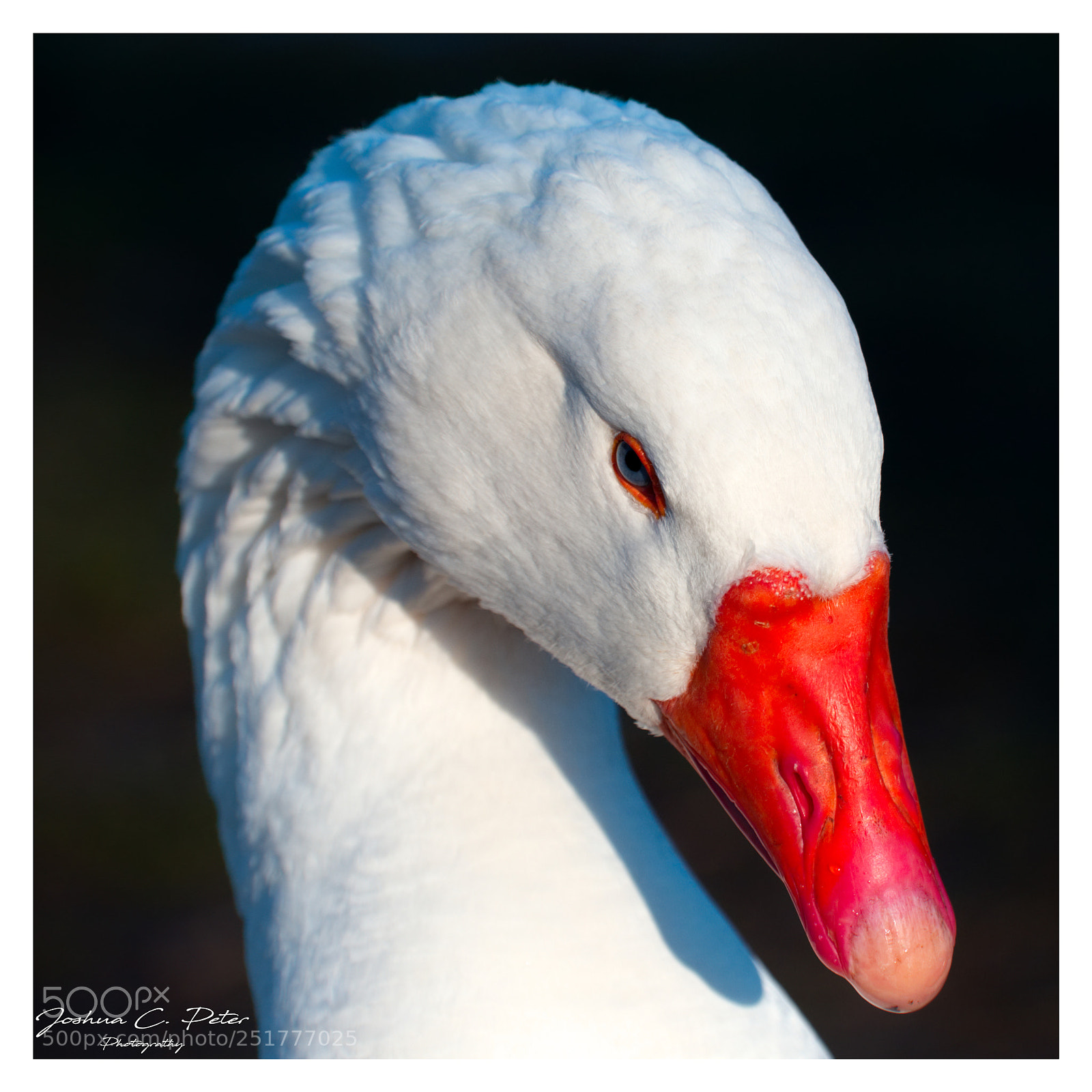 Canon EOS 6D Mark II sample photo. Goose portrait photography