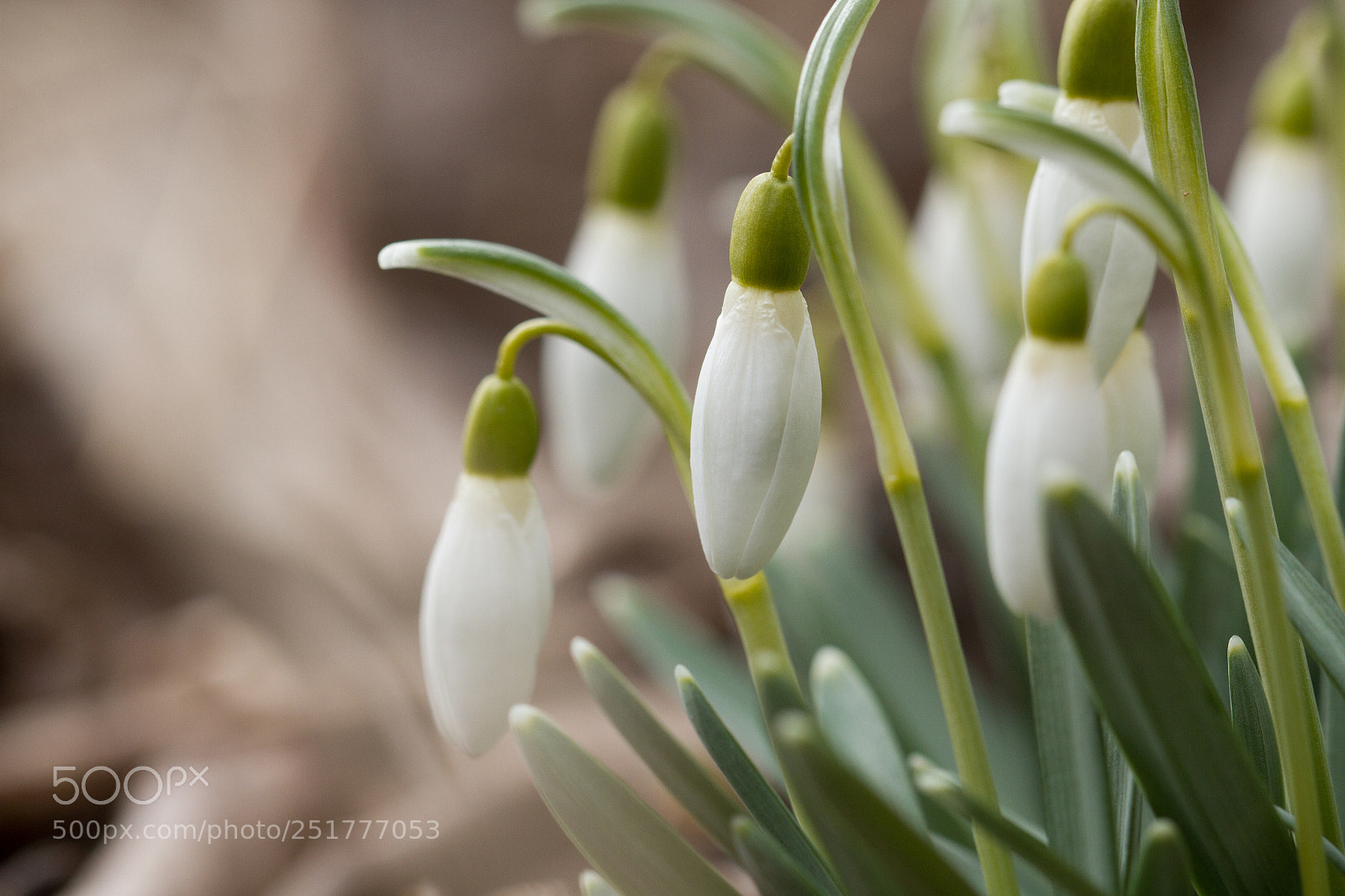 Canon EOS 7D sample photo. Galanthus nivalis photography