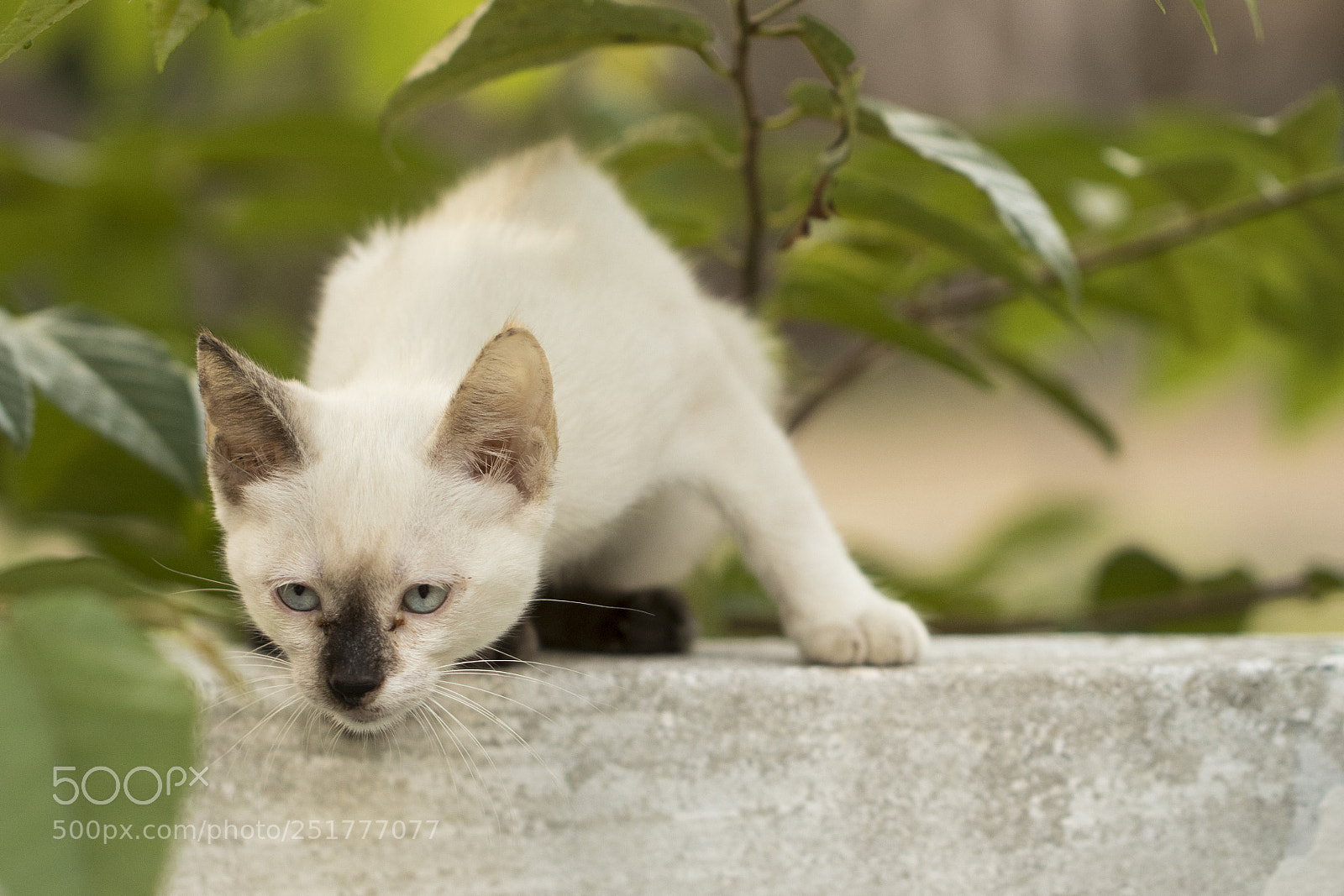 Canon EOS 80D sample photo. Little curious cat staring photography