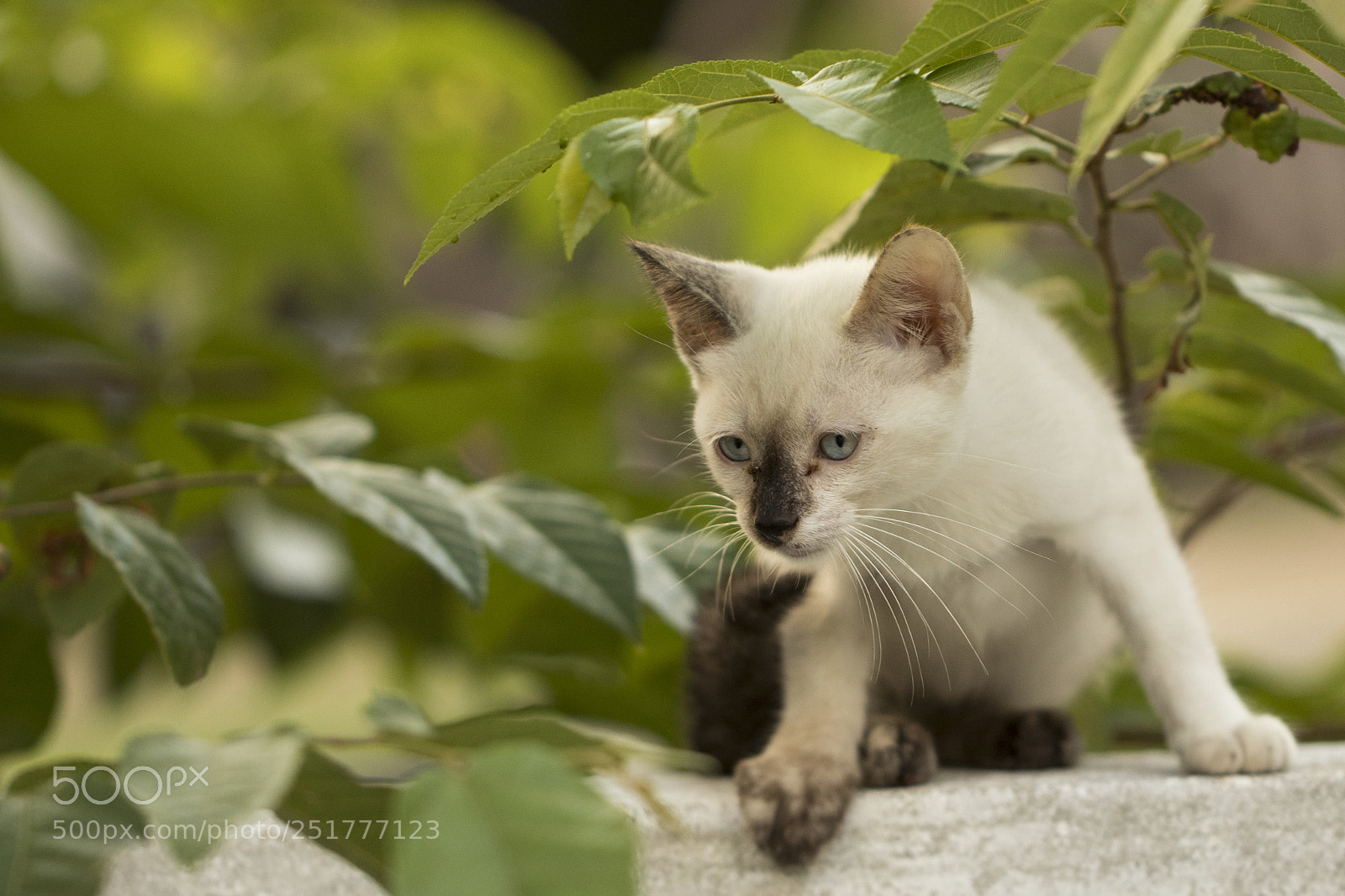 Canon EOS 80D sample photo. Little curious cat staring photography