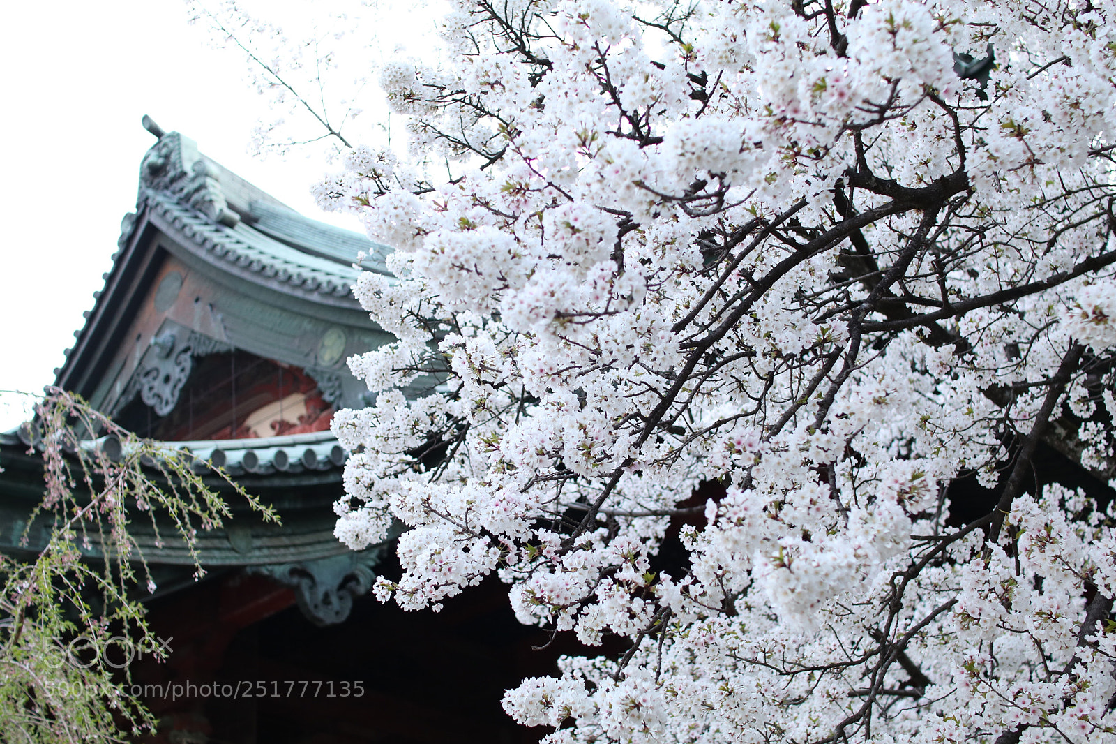 Canon EOS 80D sample photo. Daiko-in temple and  flower photography