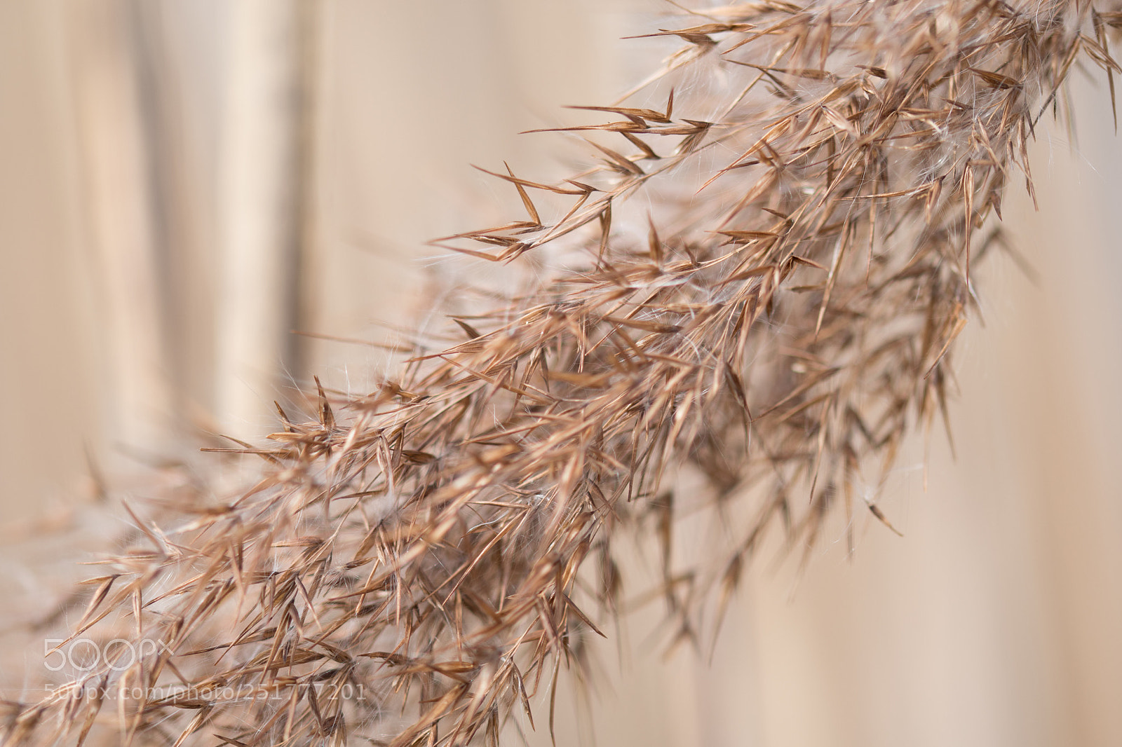 Nikon D500 sample photo. Dried twig photography