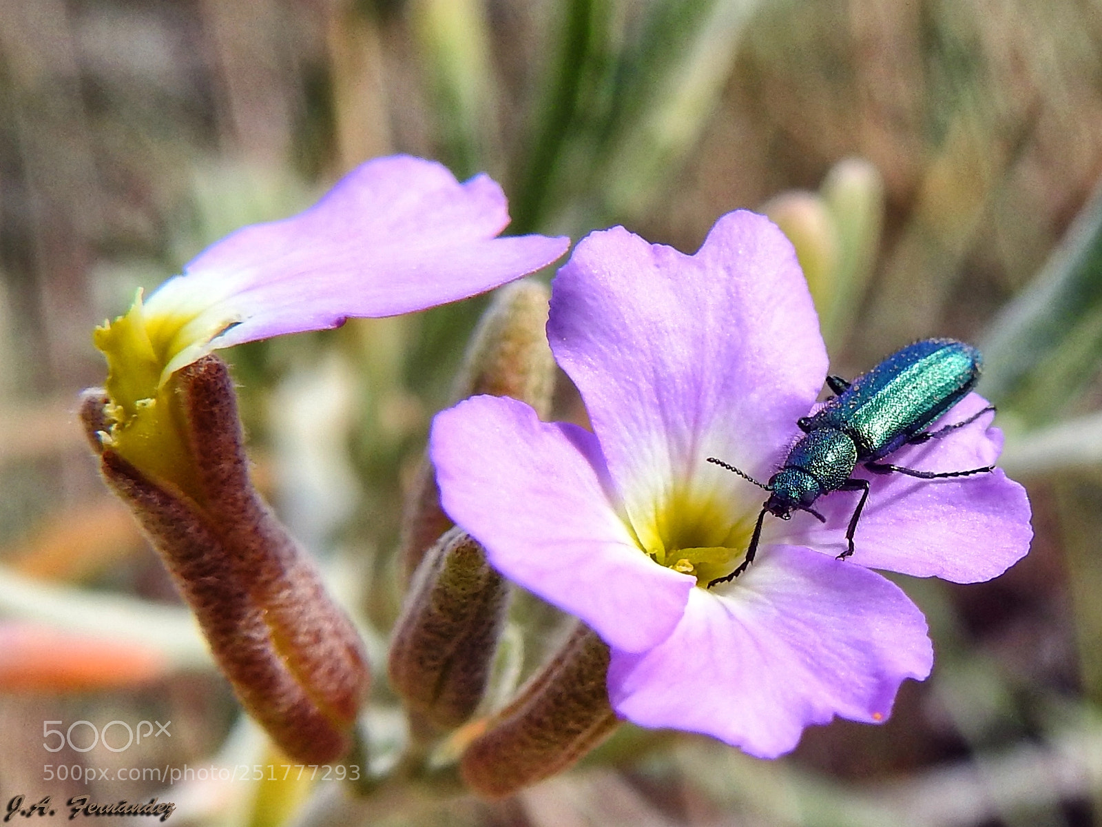 Nikon Coolpix P900 sample photo. Insect and flower photography