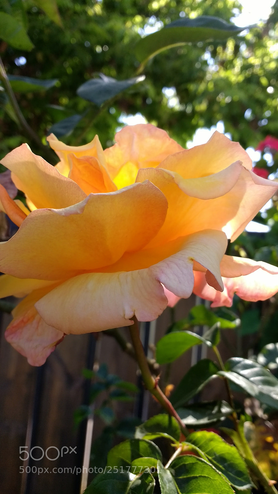 Motorola Moto G (4) sample photo. Untitled photography