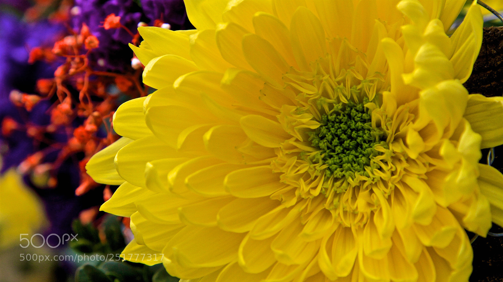 Canon EOS 7D sample photo. Yellow dahlia photography